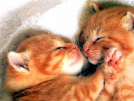 2 bébé chats