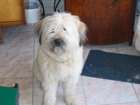 mon ptit chien 