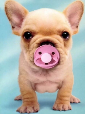 bébé chio !